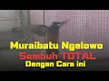 Download Lagu Murai Batu Ngelowo Sembuh Dengan Cara ini, Cukup 2 Minggu saja!