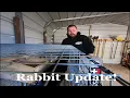 Standard Rex Rabbit update