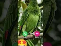 Download Lagu Hi #ringtone #ringtones #parrot #birds #bgmringtone family video