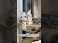 Download Lagu Fluffy Cat Taking a Nap😱😻💤 #shorts #fluffy #funny #cats