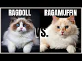 Ragdoll Cat VS Ragamuffin Cat