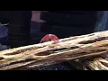 Cherry shrimp molting