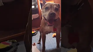 The Amazing Gimbal Dog! #dogs #doglover