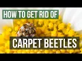 How to Get Rid of Carpet Beetles 4 Easy Steps