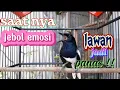 Download Lagu AWAS KACERMU KONSLET JEBOL EMOSINYA DENGAR INI LANGSUNG ON BONGKAR ISIAN SEKALI BUNYI LANGSUNG IKUT
