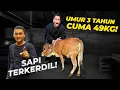 SAPI TERKECIL YANG PERNAH GUE LIAT..!