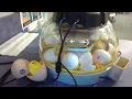 Mrs Dickey s 1st Grade Egg Hatching