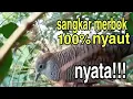Download Lagu Sangkar Pikat Perkutut Merbok