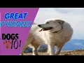 Dog 101 - Great Pyrenees
