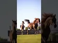 Download Lagu Twee legendarische paarden met totaal verschillende verhalen #paard #paardenreis #paardensport #p...