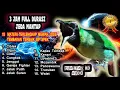 Download Lagu Masteran Cucak Ijo Juara Nasional Full Tembakan Kasar Durasi Panjang