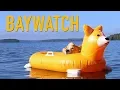 BEACH RESCUE - Topi the Corgi