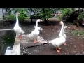 Download Lagu Lucu, Angsa panduan suara merdu, duck farm