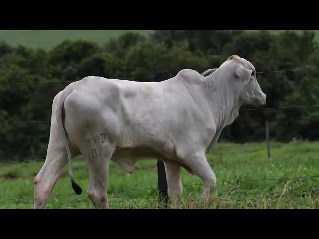 Novilha Tabapuã TAB - 1027