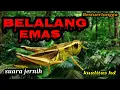 Download Lagu Suara masteran Belalang emas
