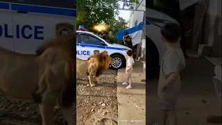 عبوده هجم عليه الاسد 