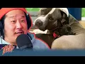 Bobby Lee Comes Home to More Dogs