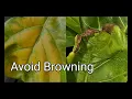 STOP Common Fiddle Leaf Fig Problems Tips Tricks