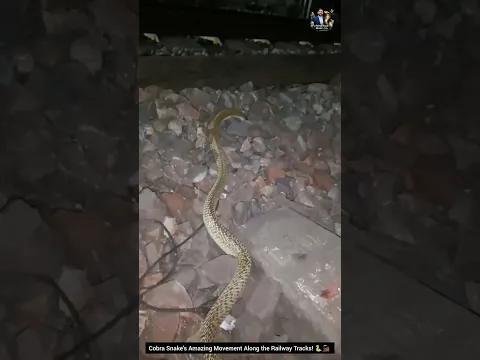 Cobra Snakeโs Amazing Movement Along the Railway Tracks! ๐๐ #Cobra #SnakeMovement #Wildlife