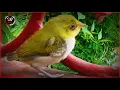 Download Lagu Suara Anakan Burung Pleci Untuk Pikat