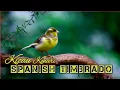 Download Lagu SUARA BURUNG KENARI SPANISH TIMBRADO | full 3 jam tanpa jeda untuk masteran