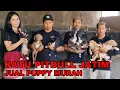 Download Lagu Ratu Pitbull Jual Puppy Murah Banget