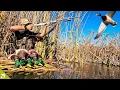 Lagu MALLARD Limit Over a SMALL Spread! (All Drakes) | SOLO Duck Hunt