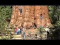 Download Lagu De grootste boom op aarde is groter dan je je kunt voorstellen