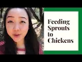 Feeding Sprouts to Chickens