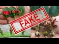 Download Lagu Professional Grower Exposes Fake Rose Propagation Videos