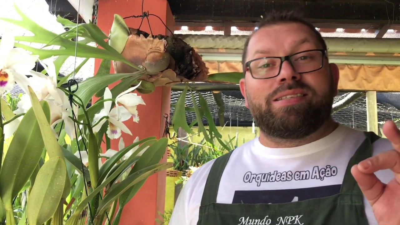 O ADUBO HIMITSU FUNCIONA NAS ORQUÍDEAS? VEJA OS RESULTADOS, E UMA PROMOÇÃO ESPECIAL PRA VOCÊ!