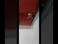 Download Lagu 까~꿍 계단에서 내려다보는 고양이 (kkakkung cat looking down from the stairs)