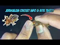 Jerusalem Cricket Info Bite Test