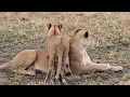 Download Lagu Masai Mara National Reserve