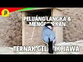 Cara MUDAH Ternak Burung Gelatik Jawa Yang LANGKA \u0026 MENGGIURKAN!