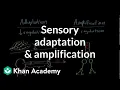Sensory adaptation and amplification Processing the Environment MCAT Khan Academy