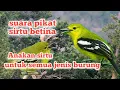 Download Lagu Suara pikat sirtu betina vs anakan untuk semua jenis burung