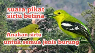 Download Suara pikat sirtu betina vs anakan untuk semua jenis burung MP3