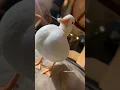 Download Lagu That one duck edit #music #duckphonk #duck #phonk #meme