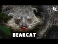 The Bizarre Beast That Smells Like Popcorn