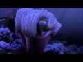 Finding Nemo 2003 Scene Nemo Sequence