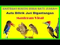 Download Lagu Masteran Burung Murai Kasar Dominan DiGantangan!!!Auto Dilirik Juri Digantangan