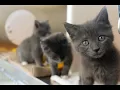 Michigan Humane s Kitten Program Kitten Foster Care 101