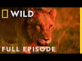 Download Lagu In the Line of Fire: Risking Everything for the Pride (Full Epsiode) | Savage Kingdom