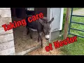 How to care for a mini donkey
