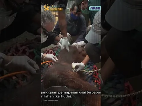 DAMPAK MEM4TIKAN KEBAKARAN HUTAN KALIMANTAN UNTUK SATWA LIAR!