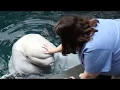 Our Vet Team More than Just a Job by Aquarium Love Stories