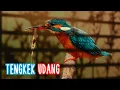 Lagu MASTERAN TENGKEK UDANG GACOR || SUARA ASLI \u0026 KERAS !!!