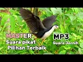 Download Lagu SUARA PIKAT BURUNG RUAK RUAK TERBAIK SUARA JERNIH TERBUKTI DATANG 