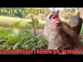 Download Lagu Suara Pikat Trucukan Anakan trucuk minta makan ampuh